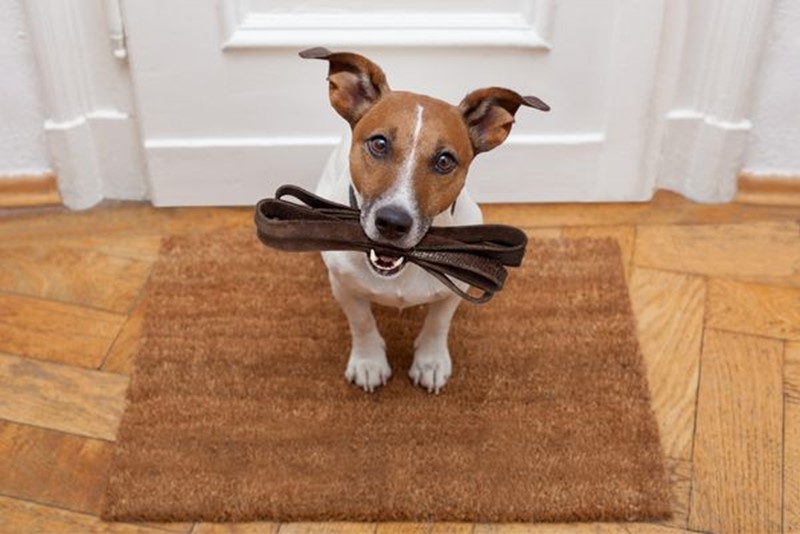 Dog friendly at Bryson's Bed and Breakfast