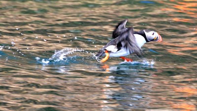 Donelda's Puffin Boat Tours - 20 minutes from B & B